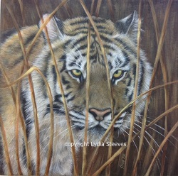 Tiger in the Grass (APC 2015) 250